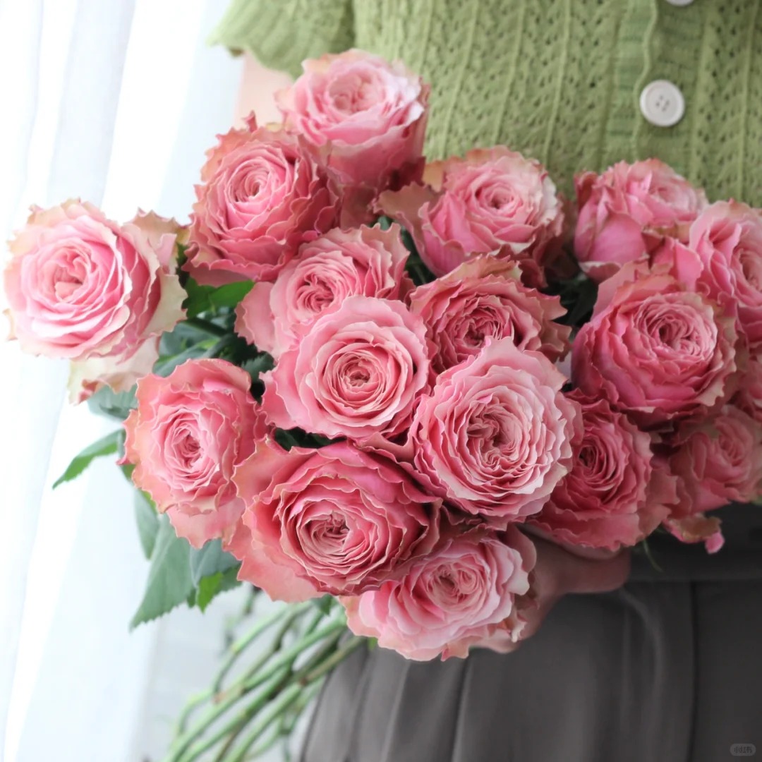 【伯利兹】单头玫瑰 真花鲜切花 一单包邮