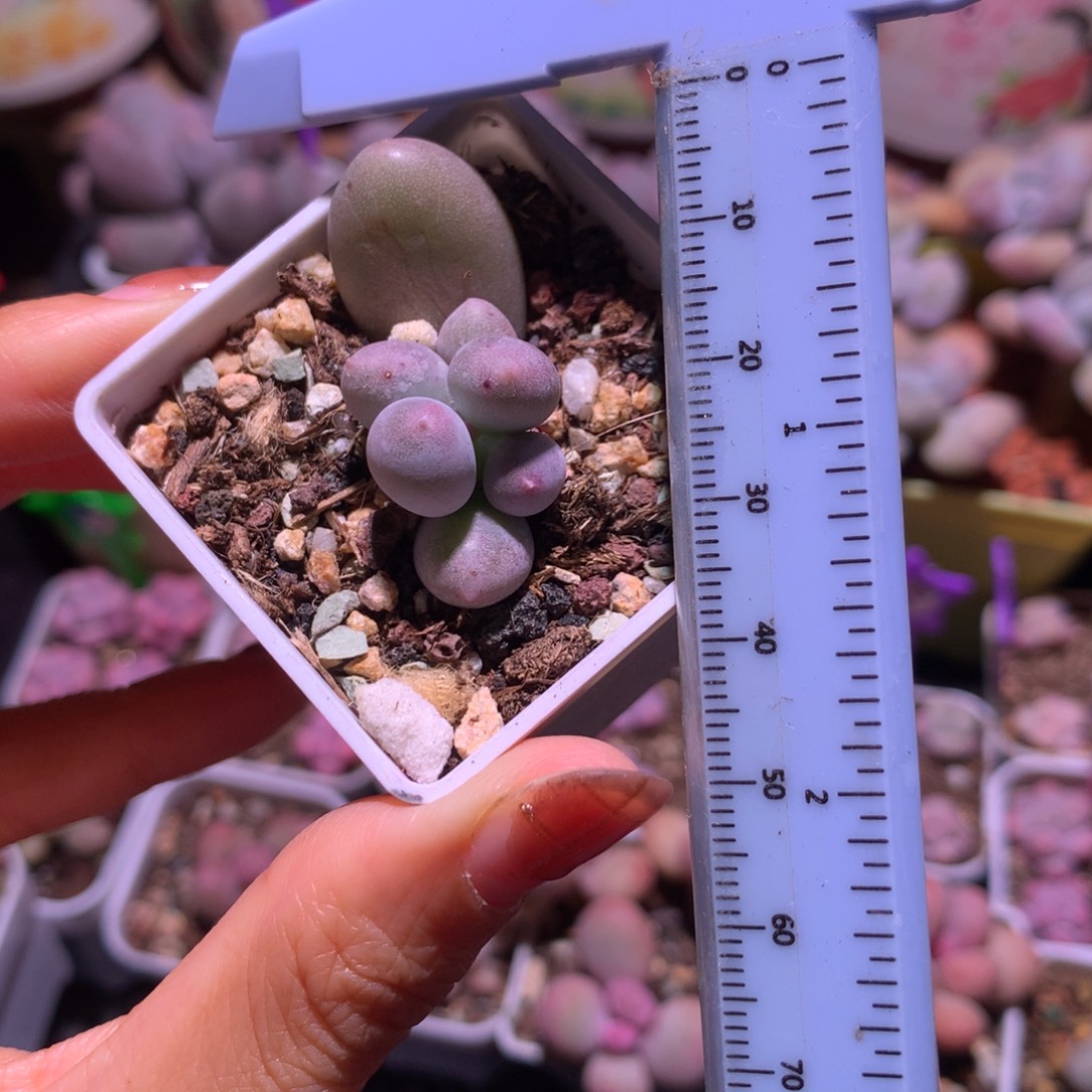 米可奶 不凑满28元发一片叶 不售后 到付