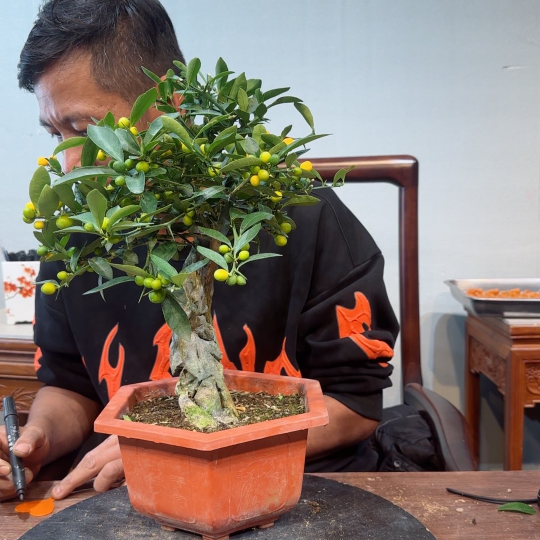 当前无花朵，栽培后可花朵杨*