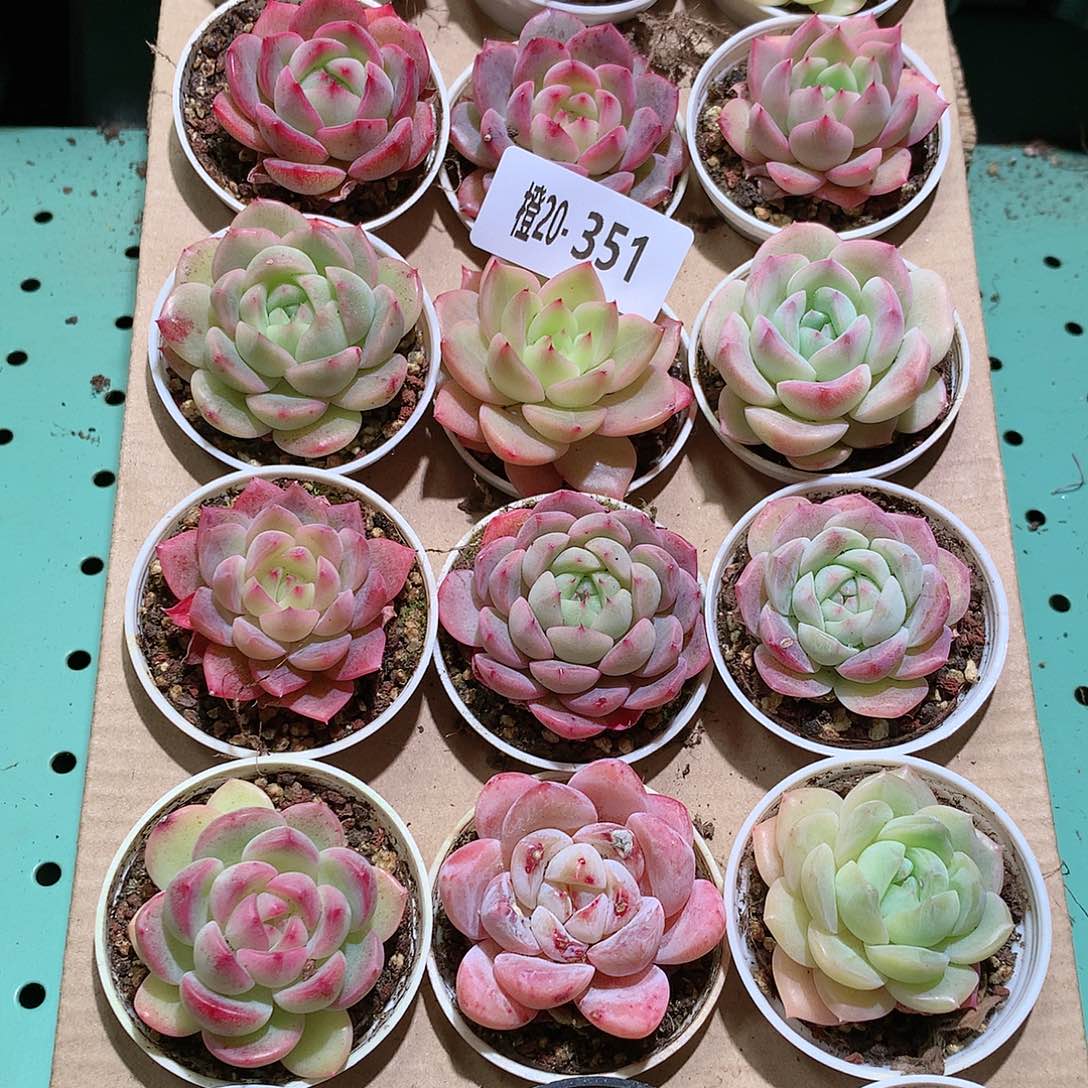 20-351一物一拍带盆18颗