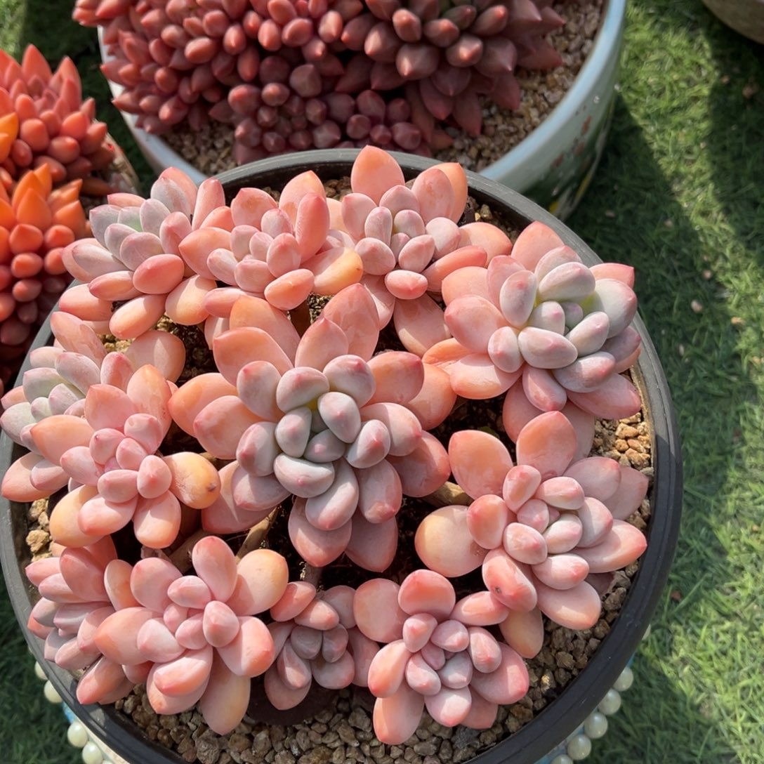 香水捧花一物一拍