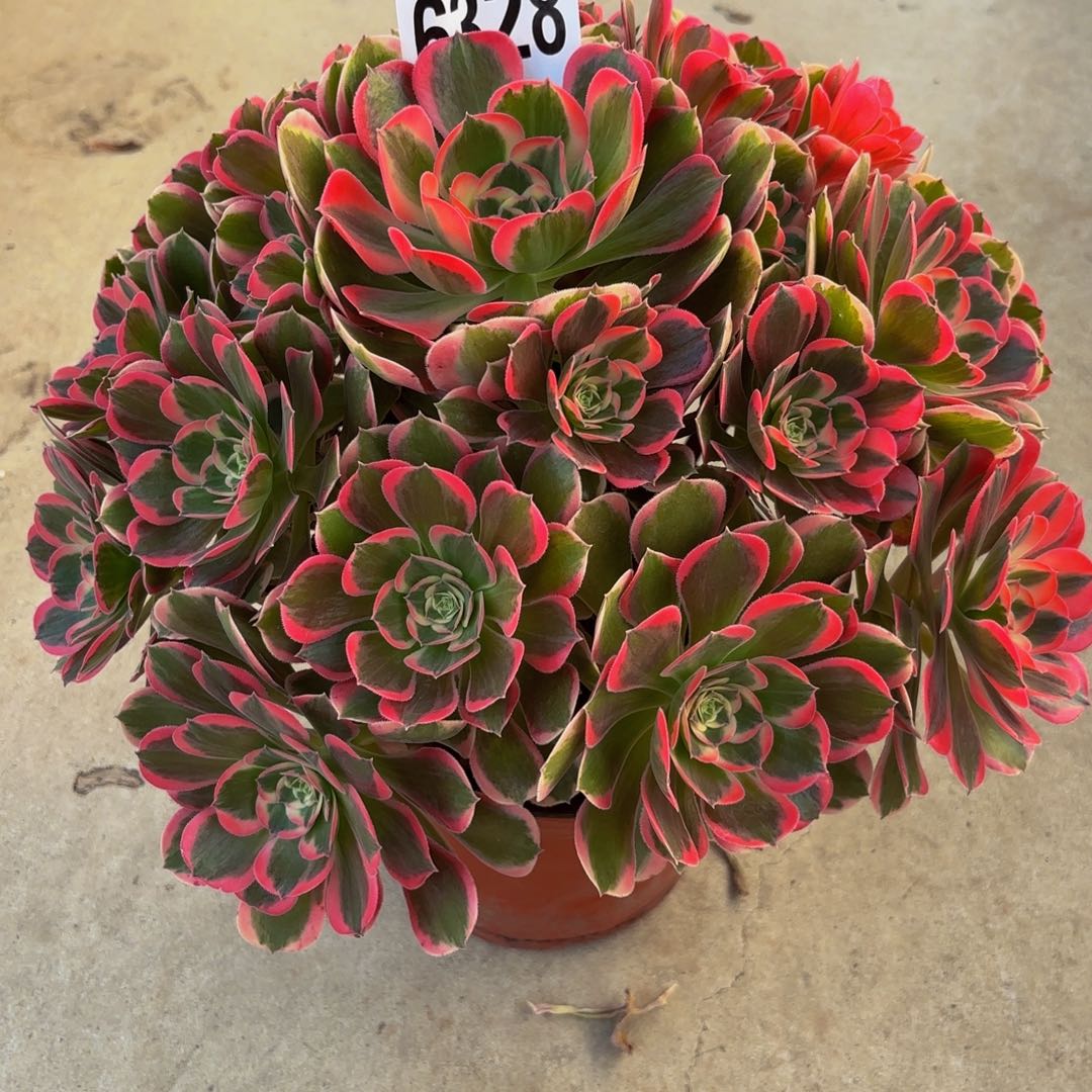 无花朵6328花样年华11111111