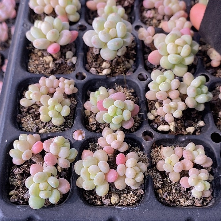 8 多肉植物盆栽花卉