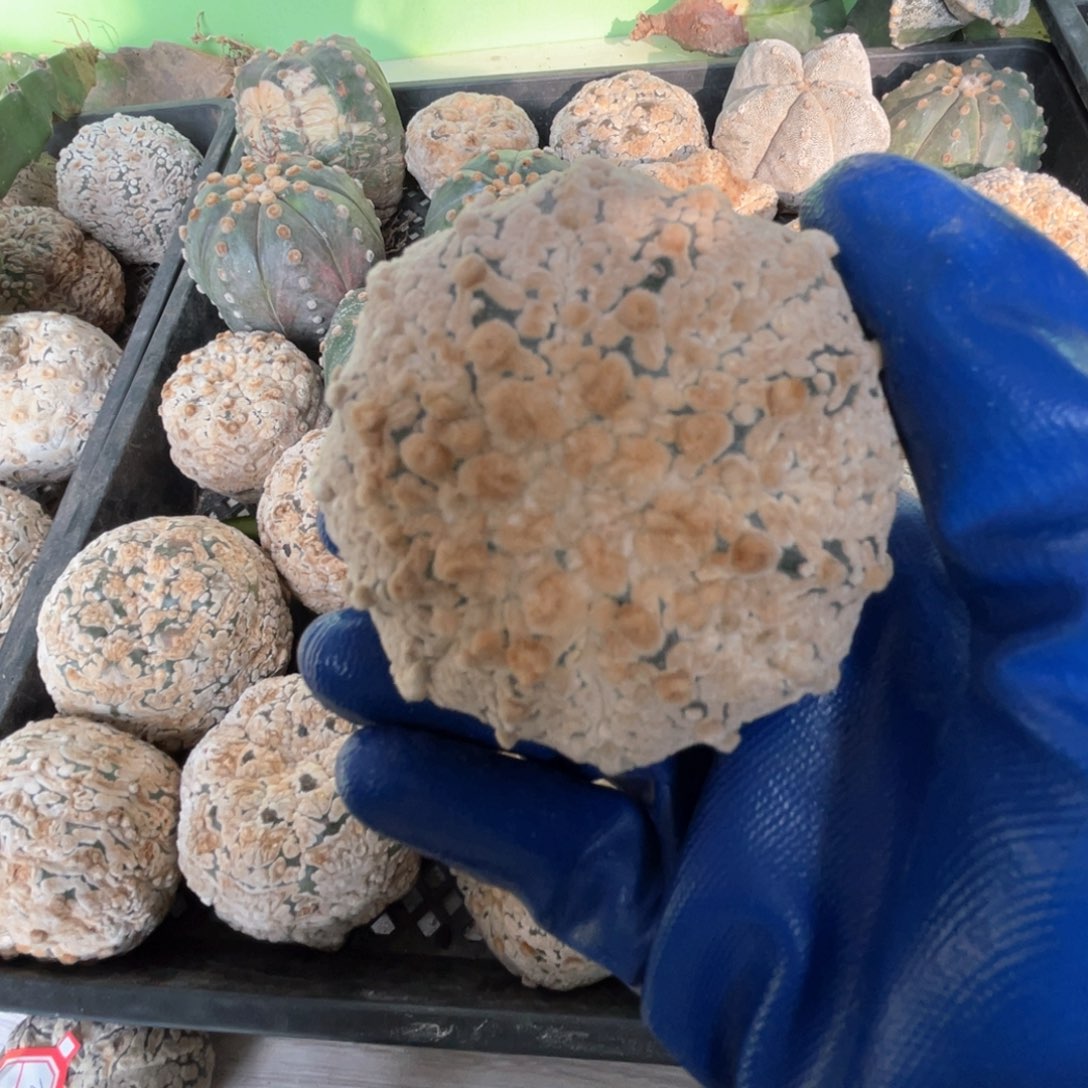 完全开放锐**仔兜兜兜1