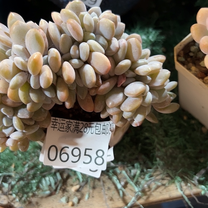 幸运的是我还没遇到你的