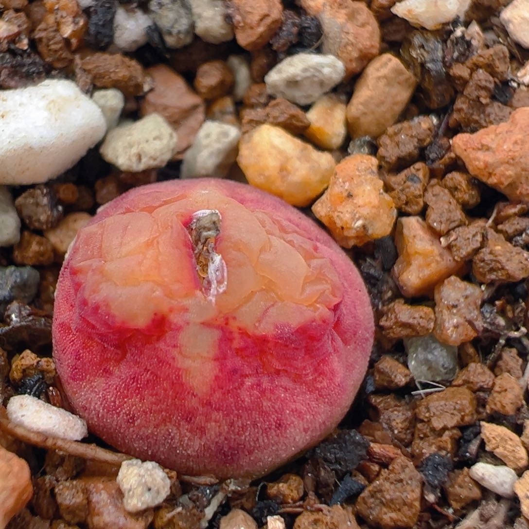 64多肉植物百科雪茄