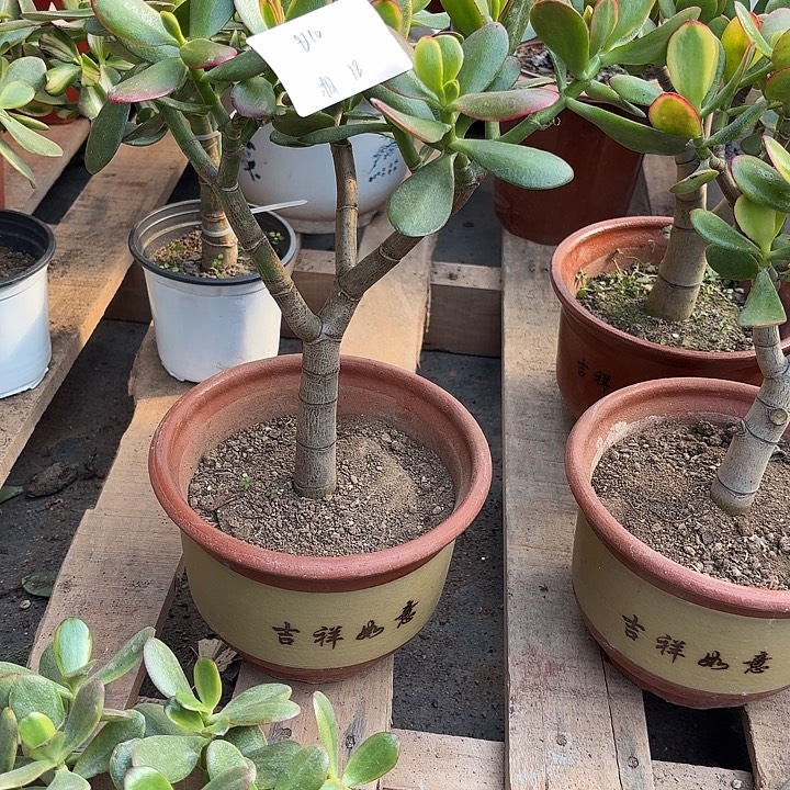 湘***湘当前无花栽培后可以开花黄金18