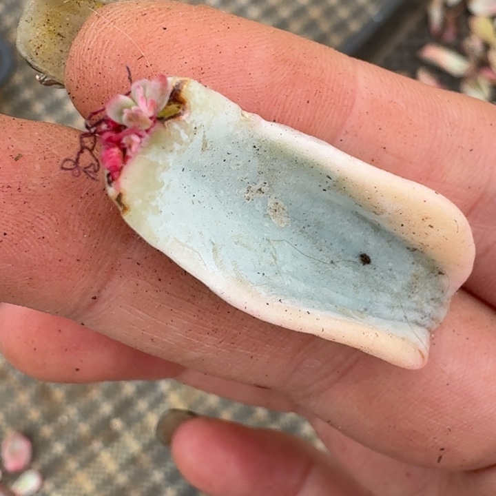 美尻潜力股一物一拍