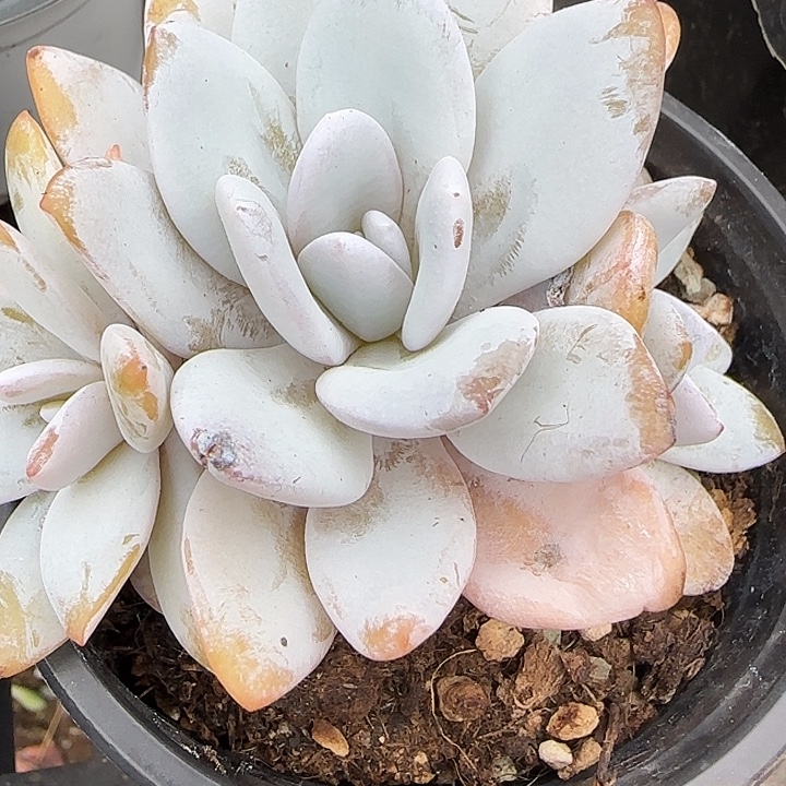 青蛙王子儿童牙膏11