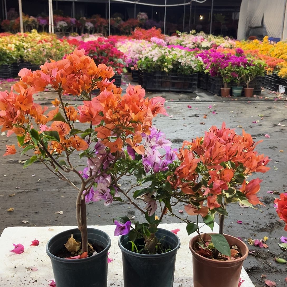 大部分花苞少量开放波妹，雪紫，橙蝶