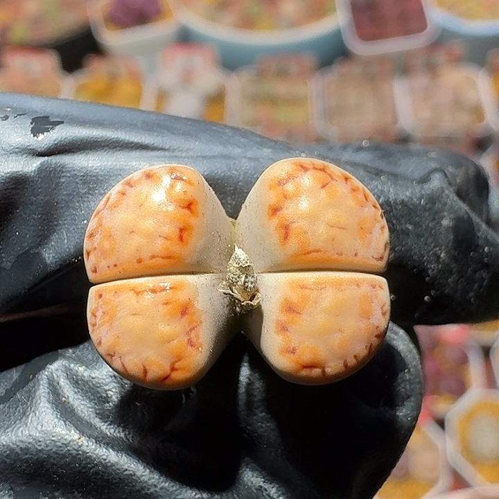 生石花111111161。     161