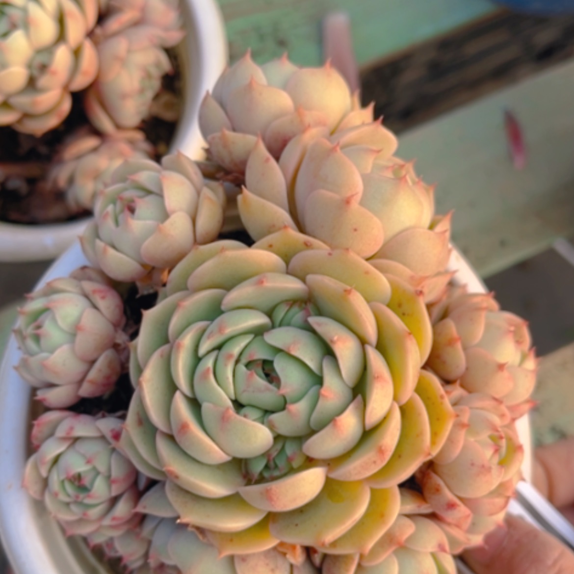 【闪购商品】笨吧15263