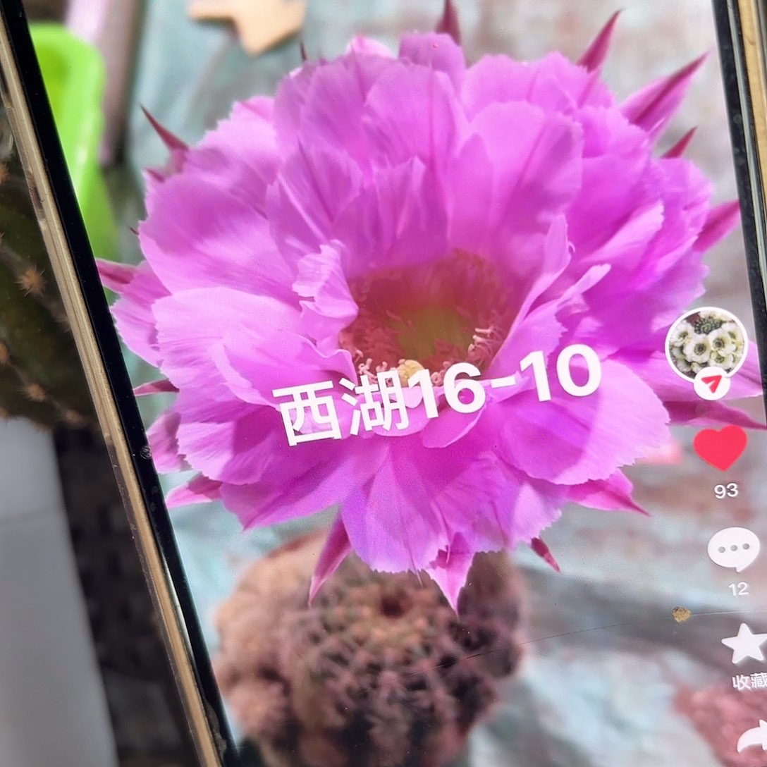 16-10 稳定侧牙20包邮仙人球4