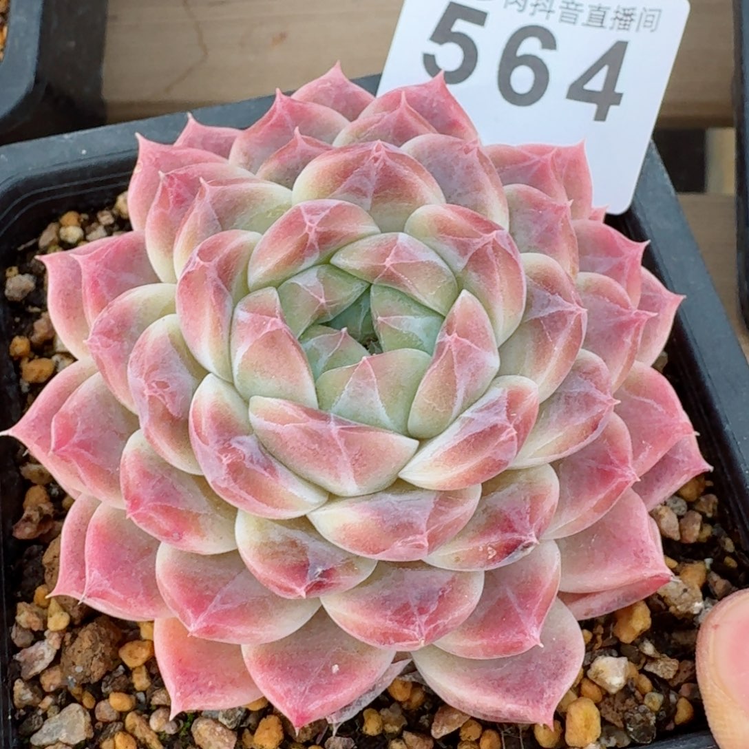 渐变冰魄         精品多肉