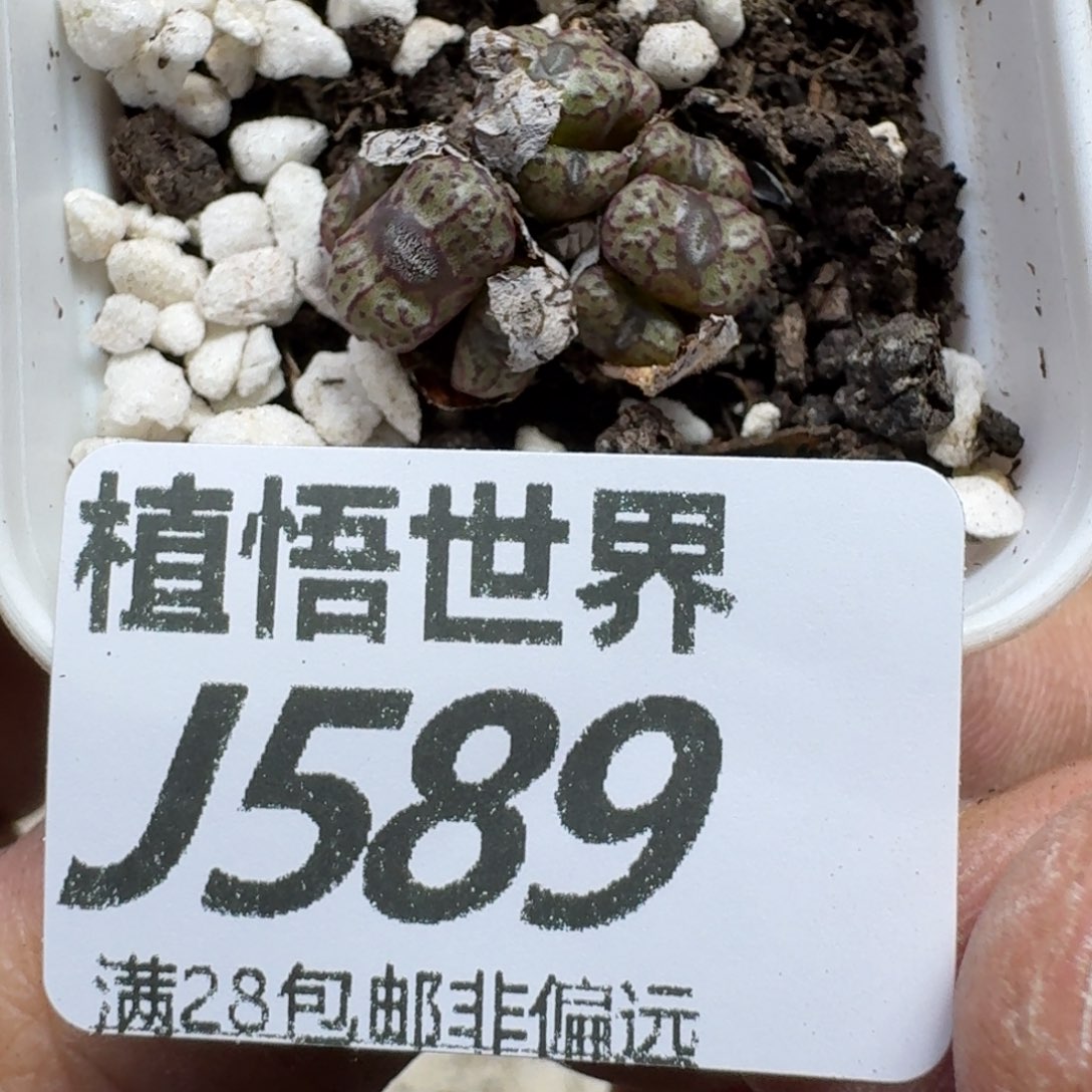 多肉植物的人生fhh