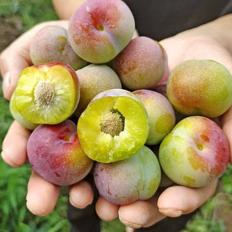 四川茵红脱骨李3斤装