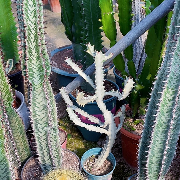 陌***花完全开放白龙骨裸根发货