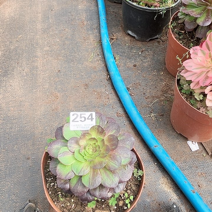 254多肉植物、花月夜单头