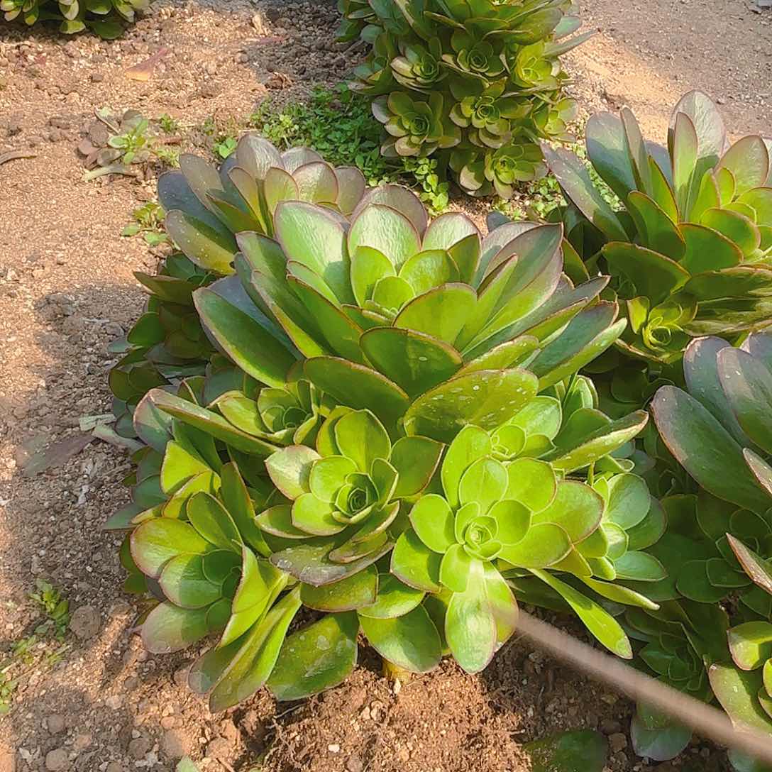 魅金手捧多肉植物