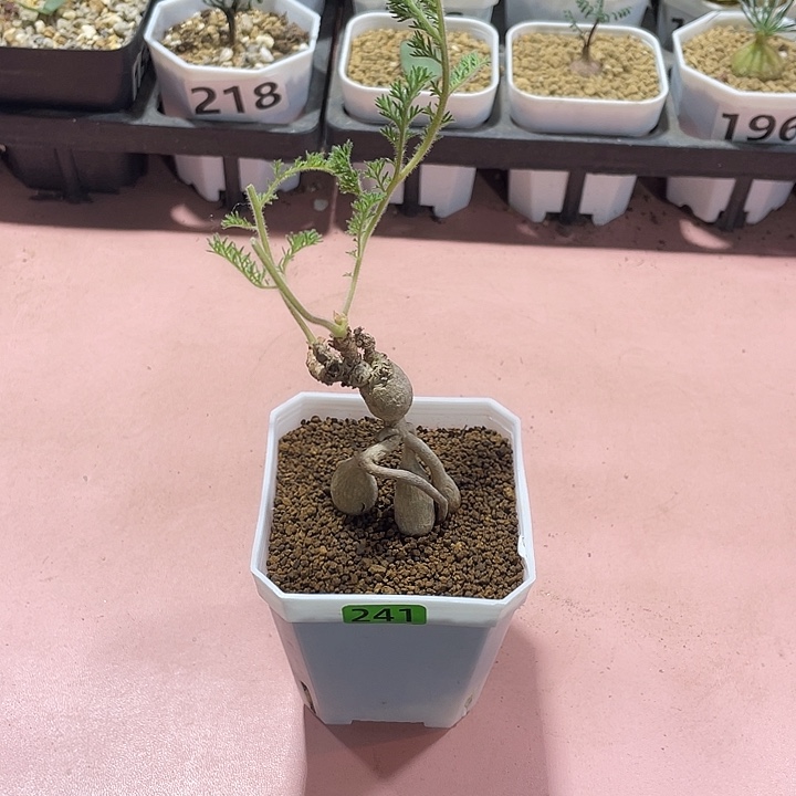 241枯木杨葵块根，