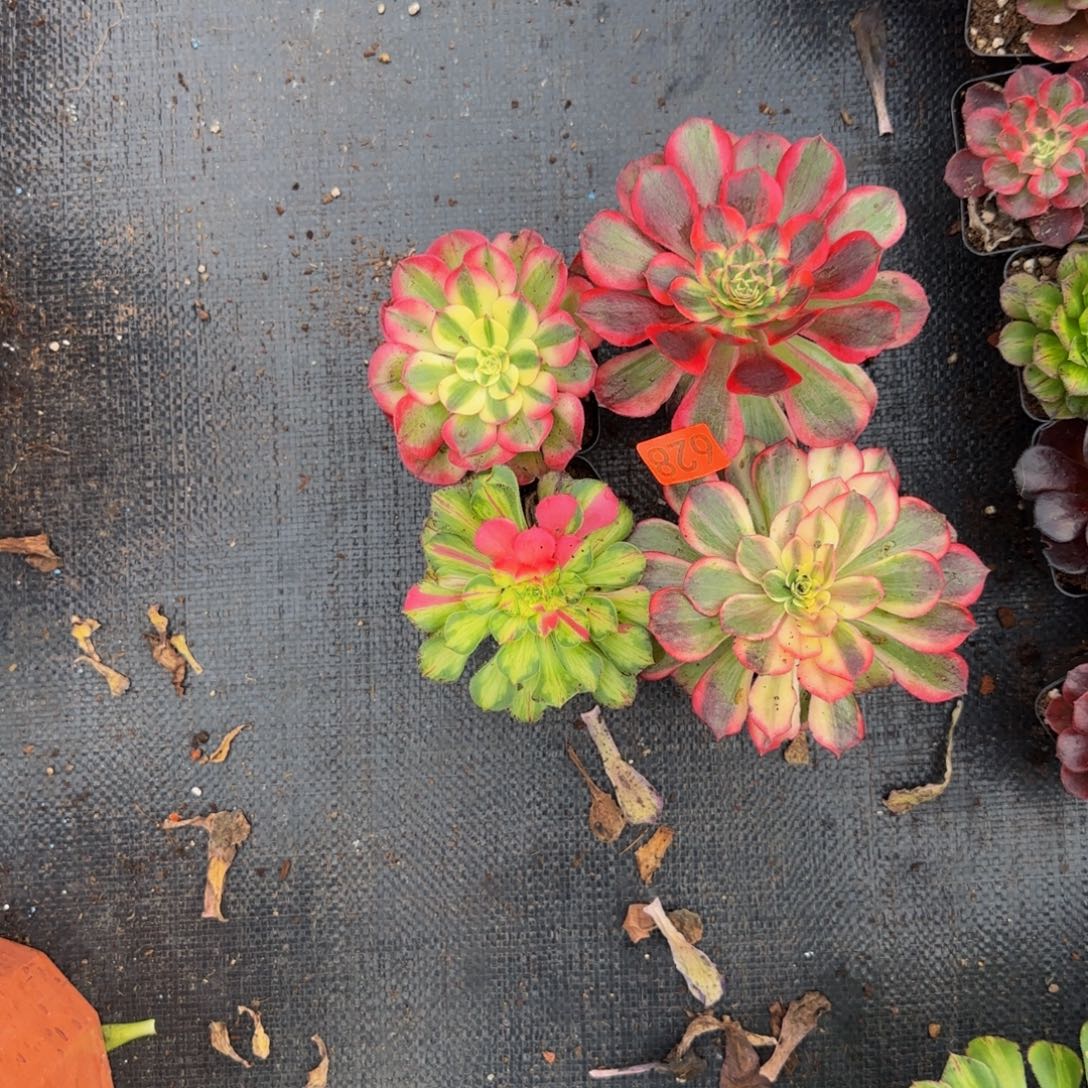 ****年624多肉法师锦1114颗