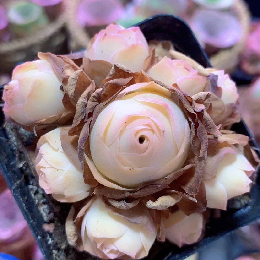 山地玫瑰一物一拍003