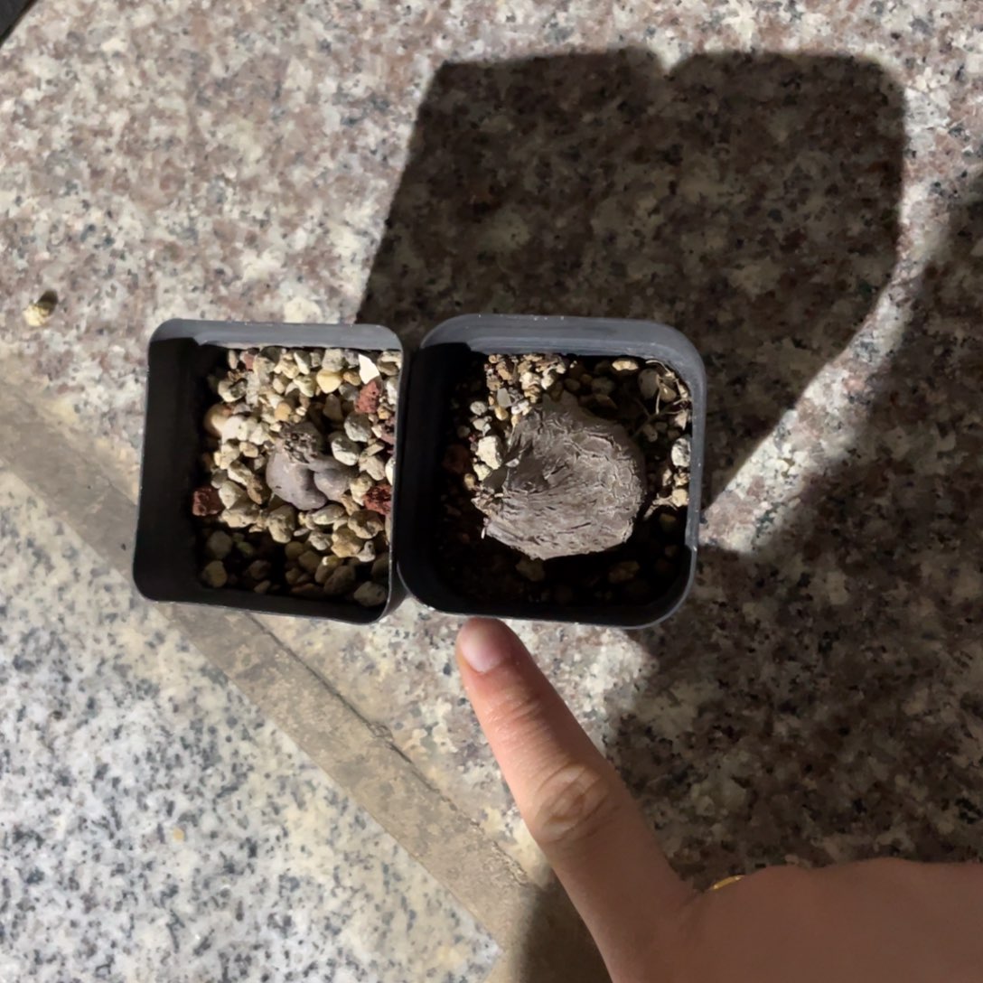 12月10日直播间福利龟甲龙不退换