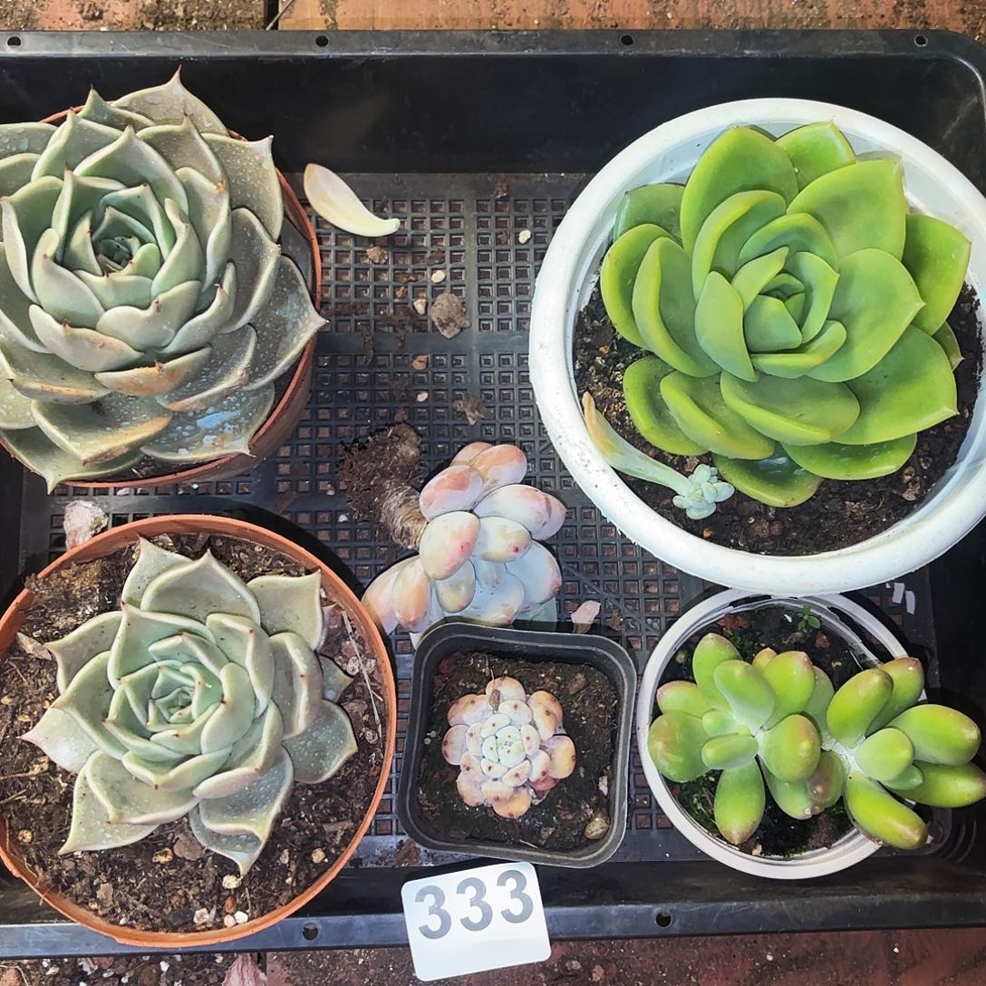 多少植物空拍333号？