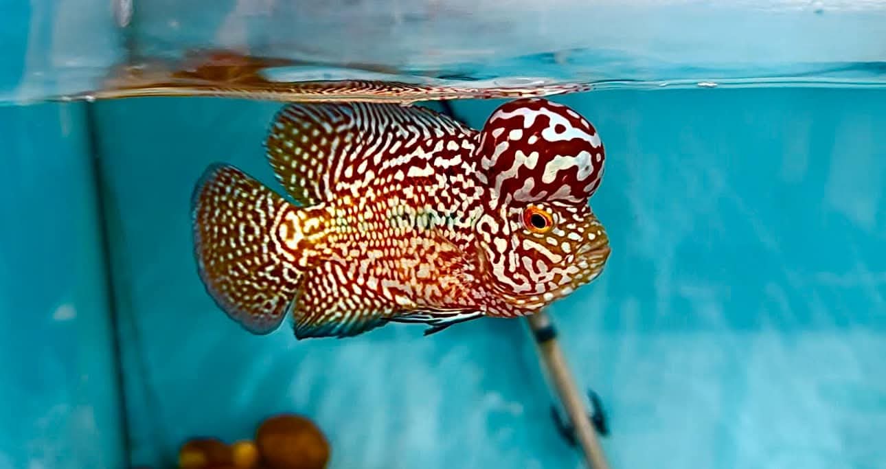 泰国金花火凤凰罗汉鱼