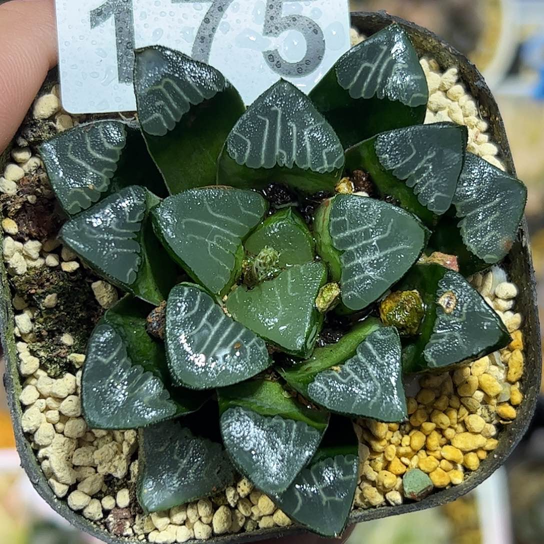 背窗克十二卷多肉植物