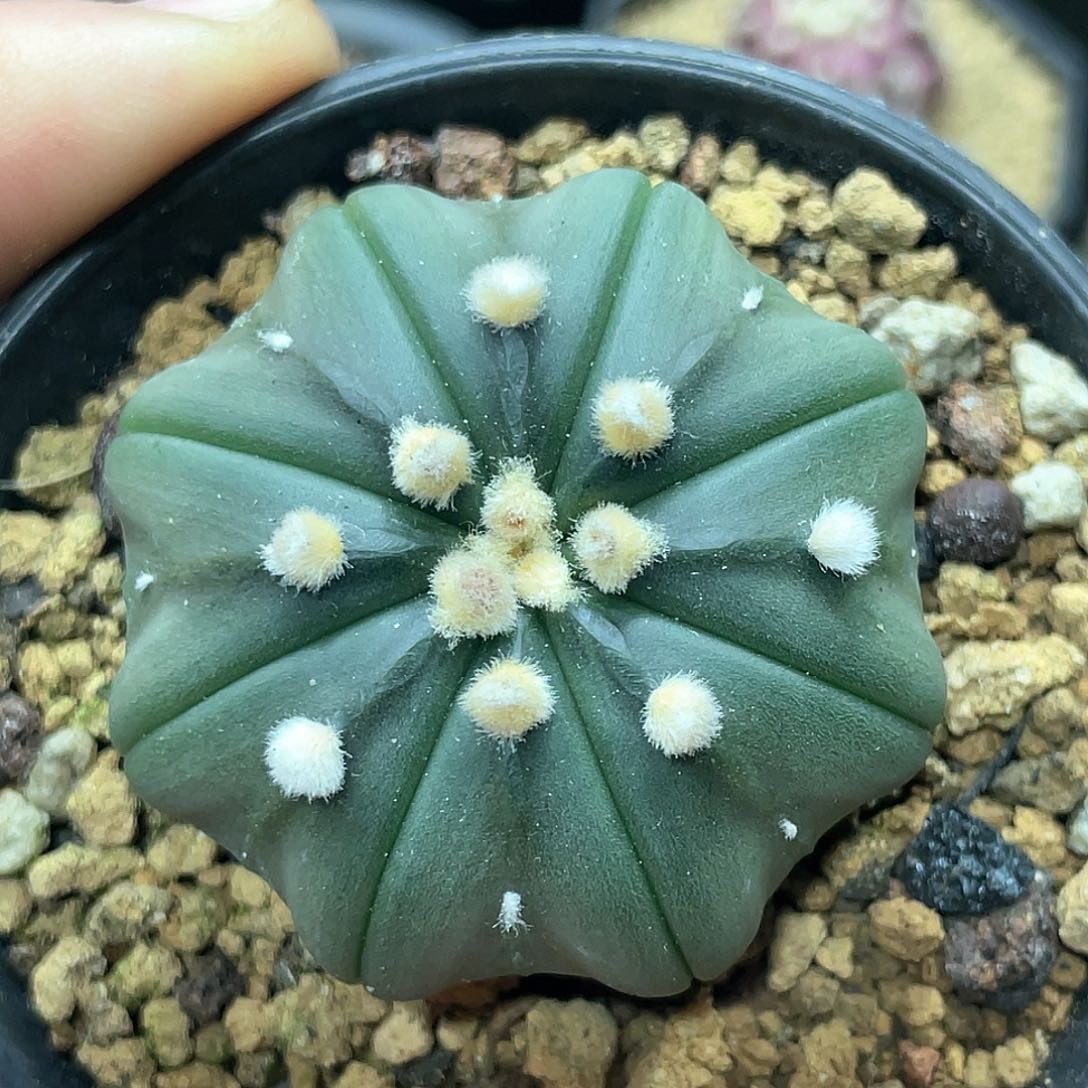 实生根系，大尤海星兜