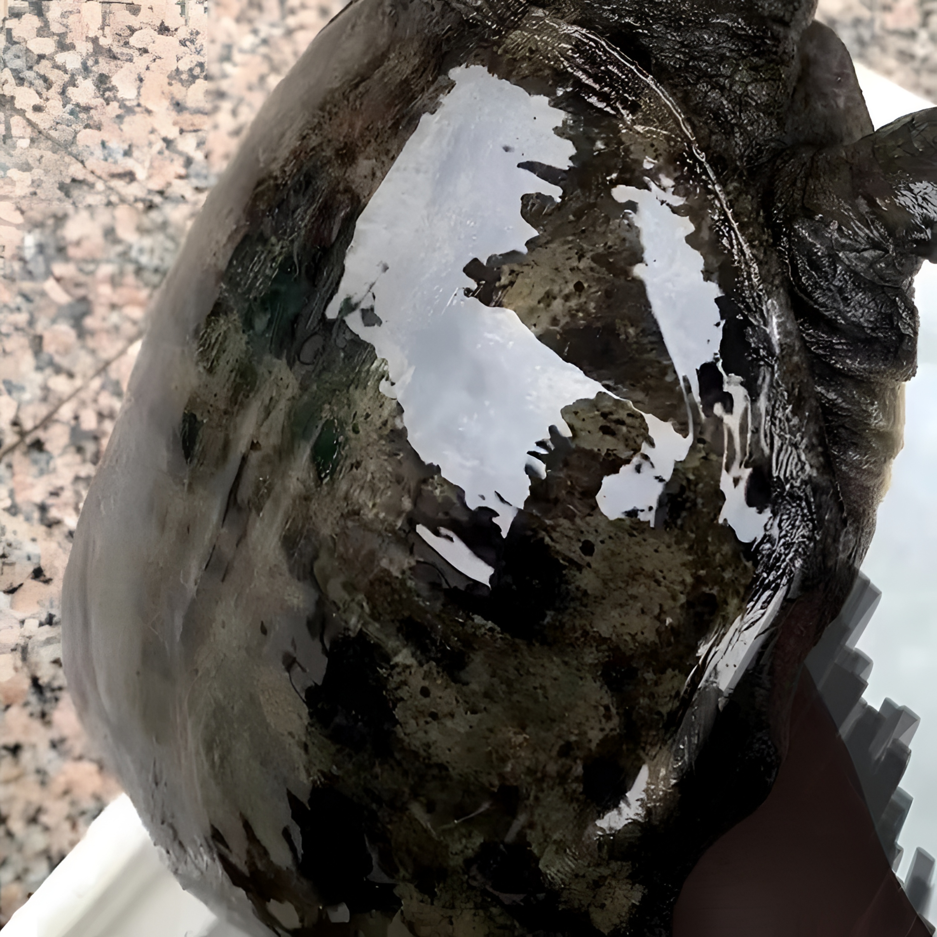 天然山泉溪水甲鱼天然甲鱼(私拍不发联系客服看鱼改价称重)