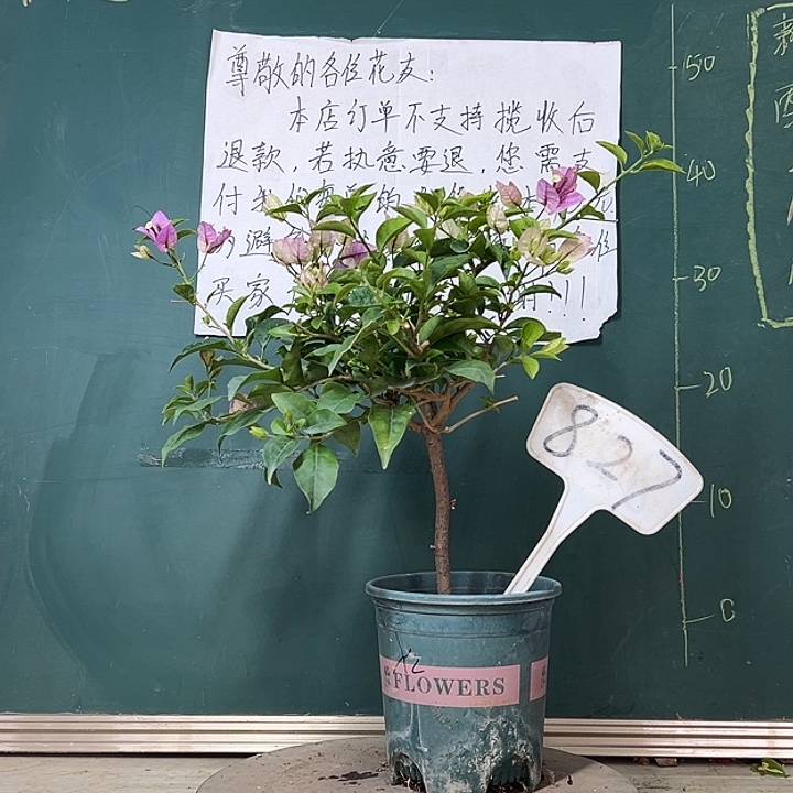 完全开放   雪紫827
