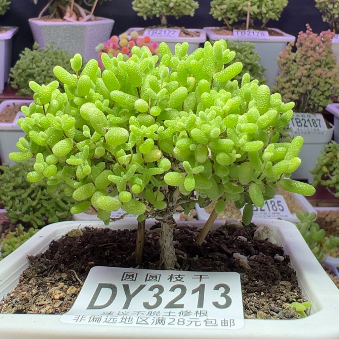 3213蜜橘糖球蘑菇