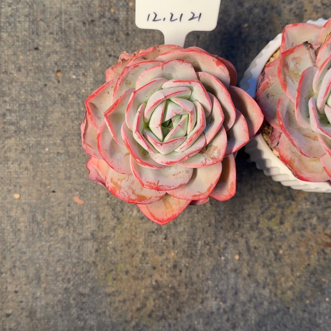 莉***莉一物一拍布鲁兰单头21