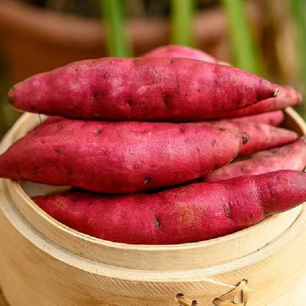 【软糯香甜】农家自种现挖红薯沙地种植番薯红薯地瓜5斤装