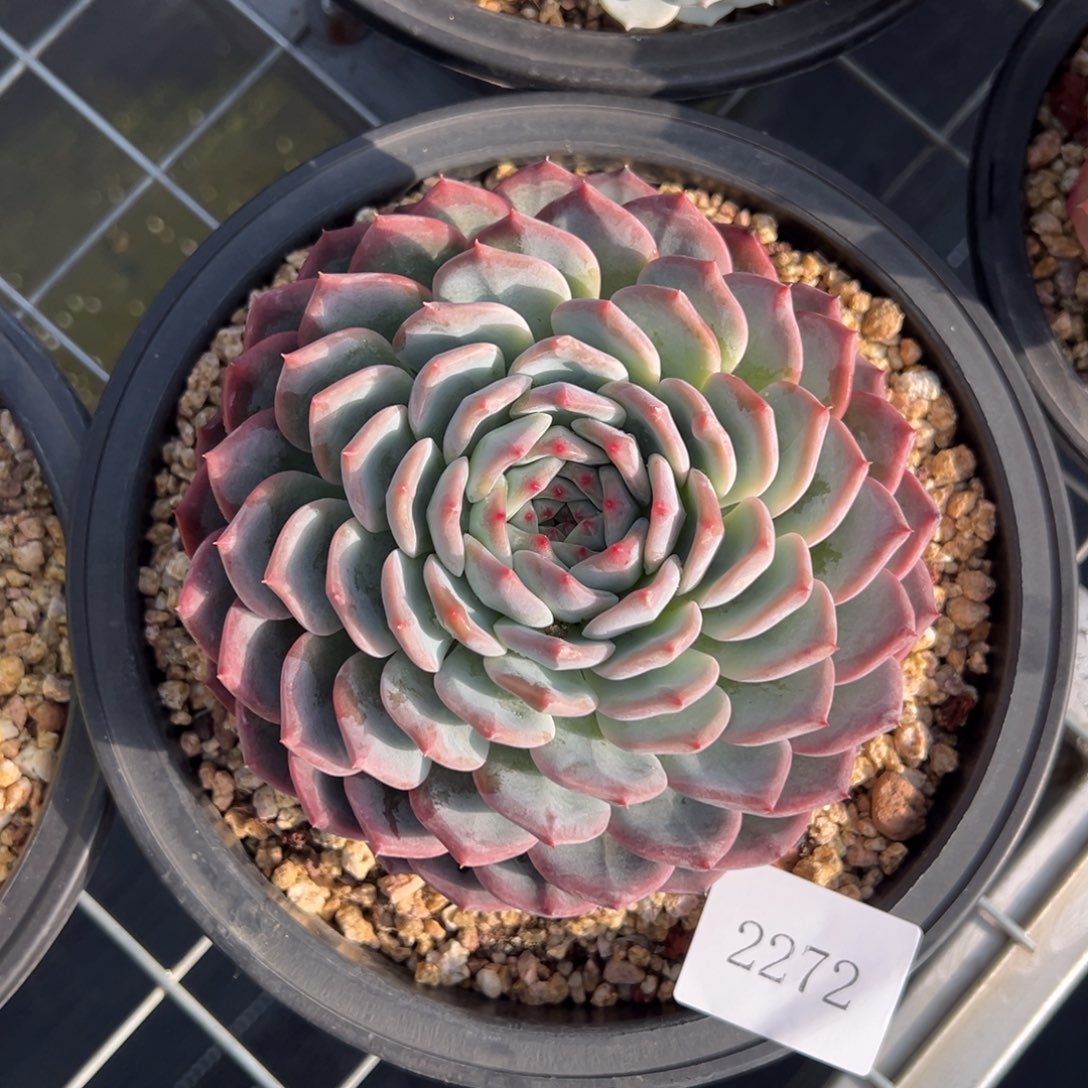 往****✺2272肉肉肉肉肉肉