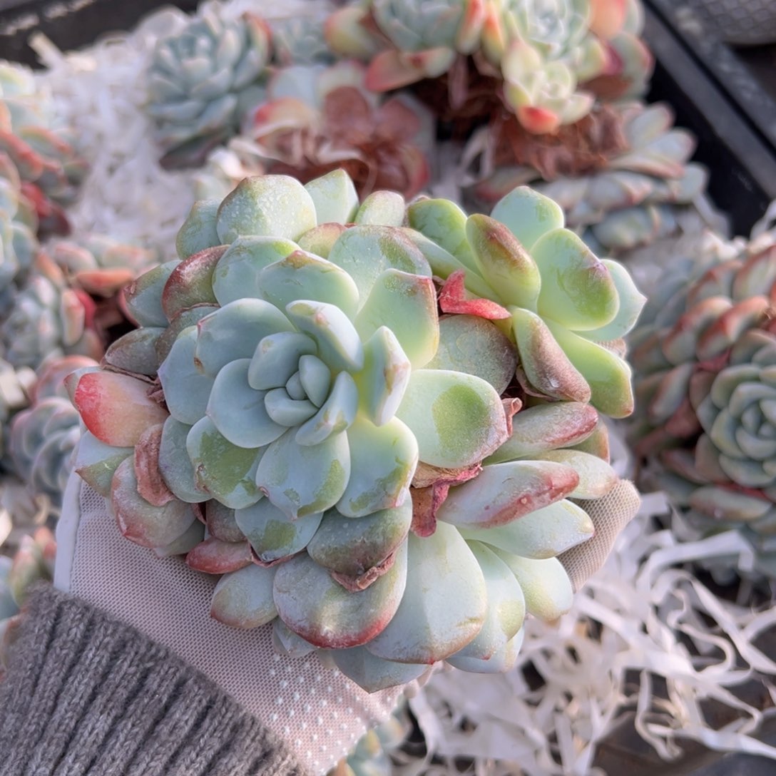 新年快乐 新年快乐