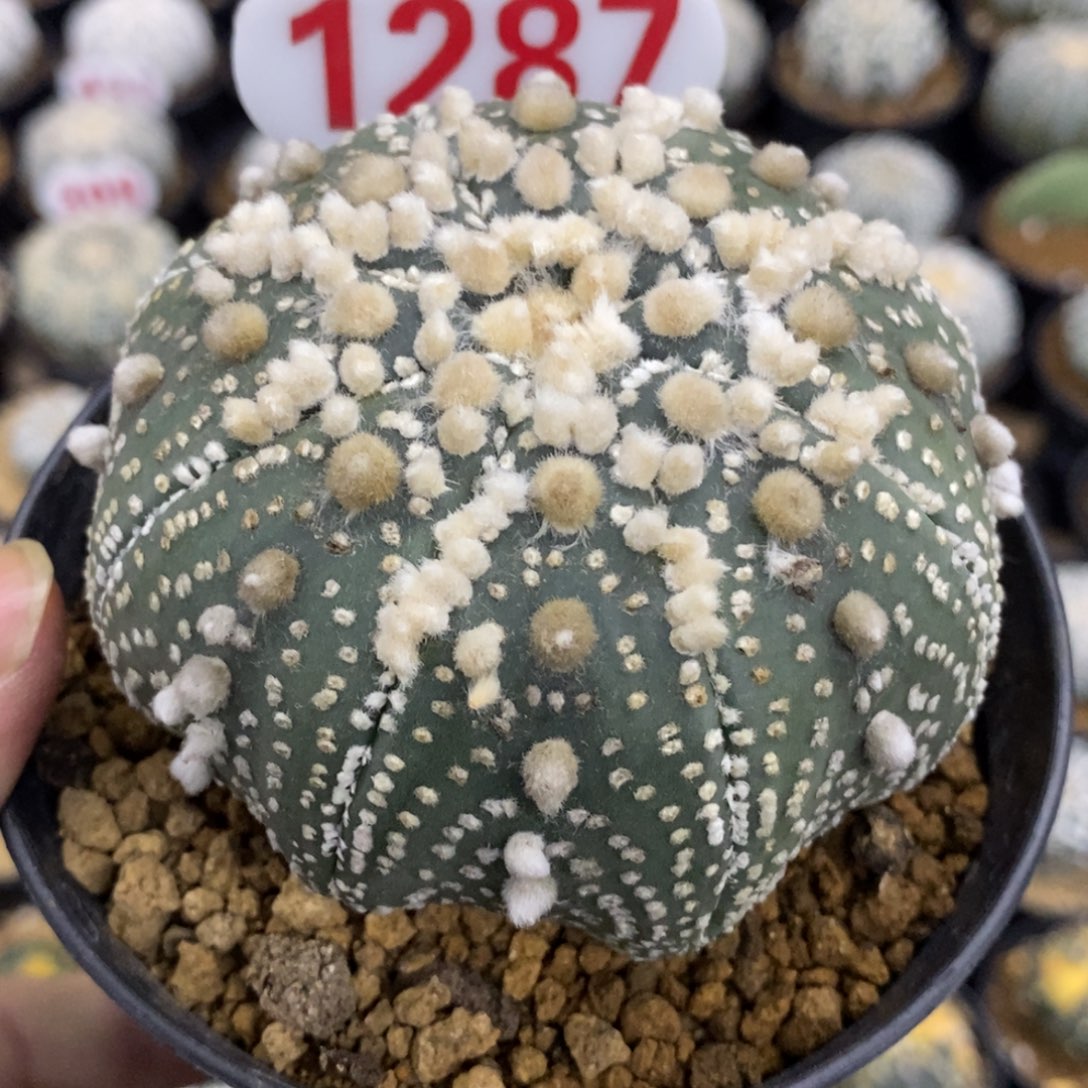 1287海星花园兜福利