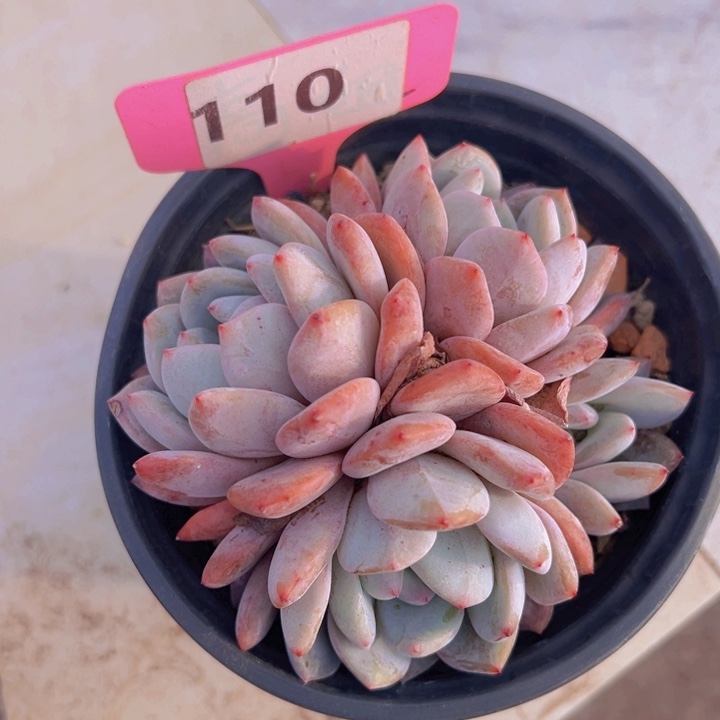 健健康康平平安安