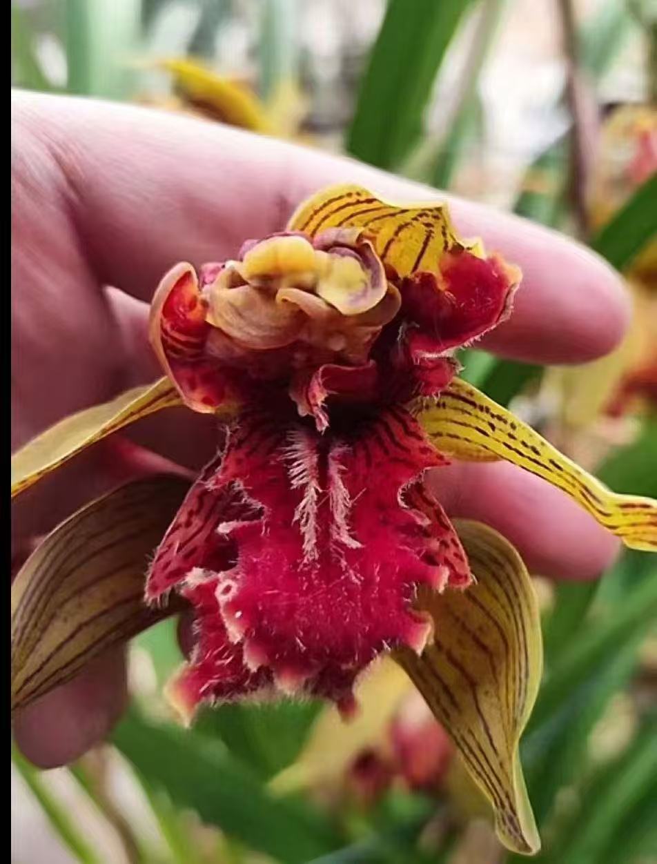 云南 虎头兰  虎王