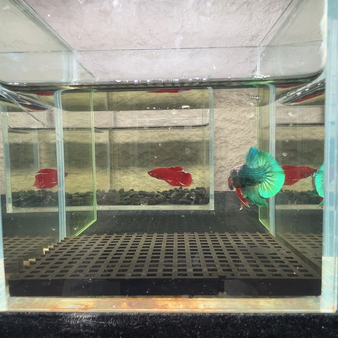 斗鱼阿浩泰斗22日22