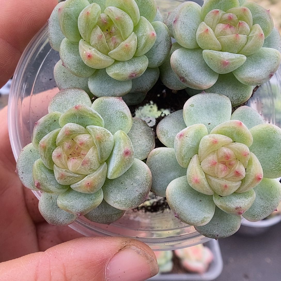 一物一拍一物一拍911-233
