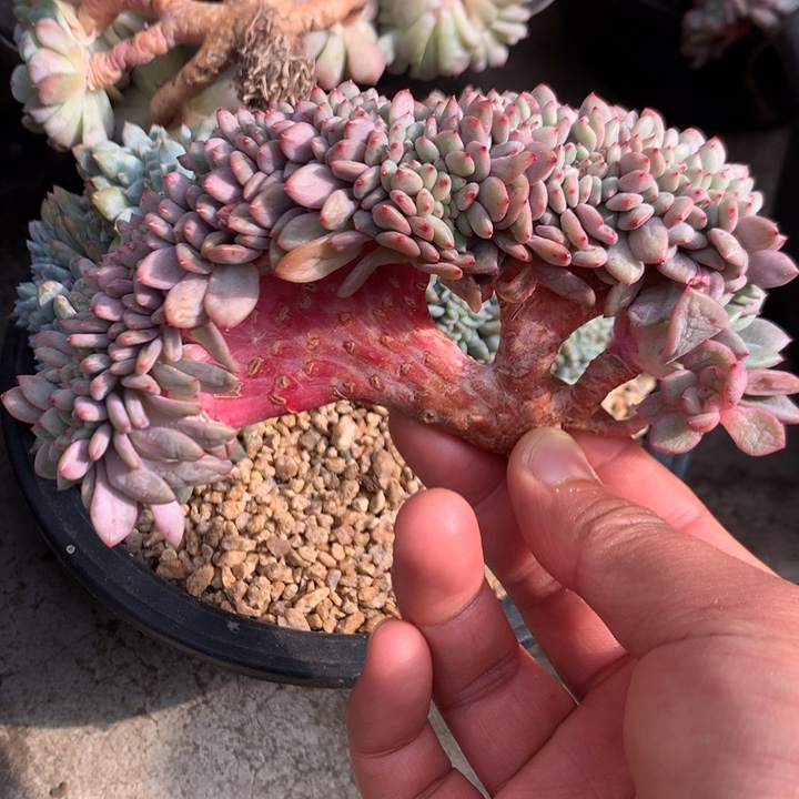 多肉植物叶插爱丽儿树缀