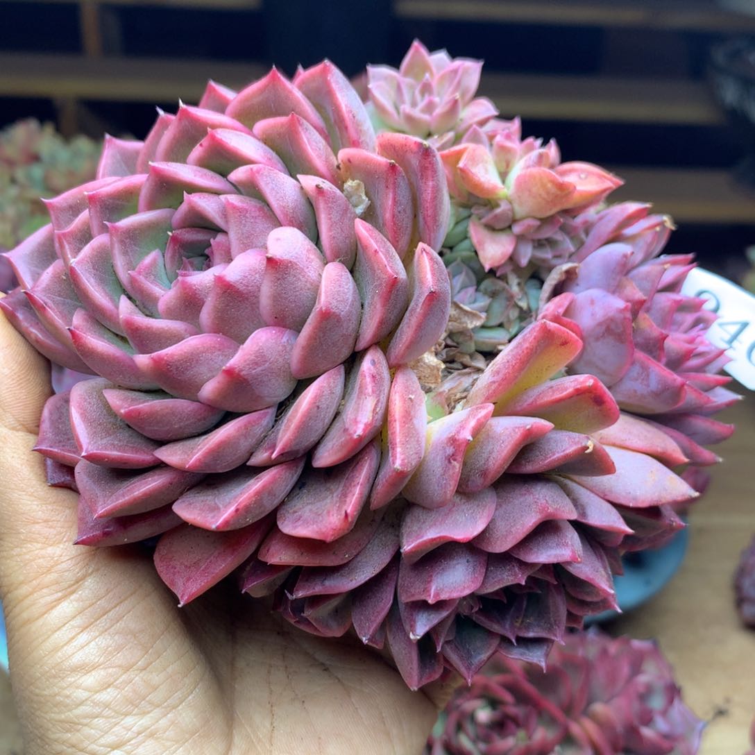 1940杂交精品基地13冠