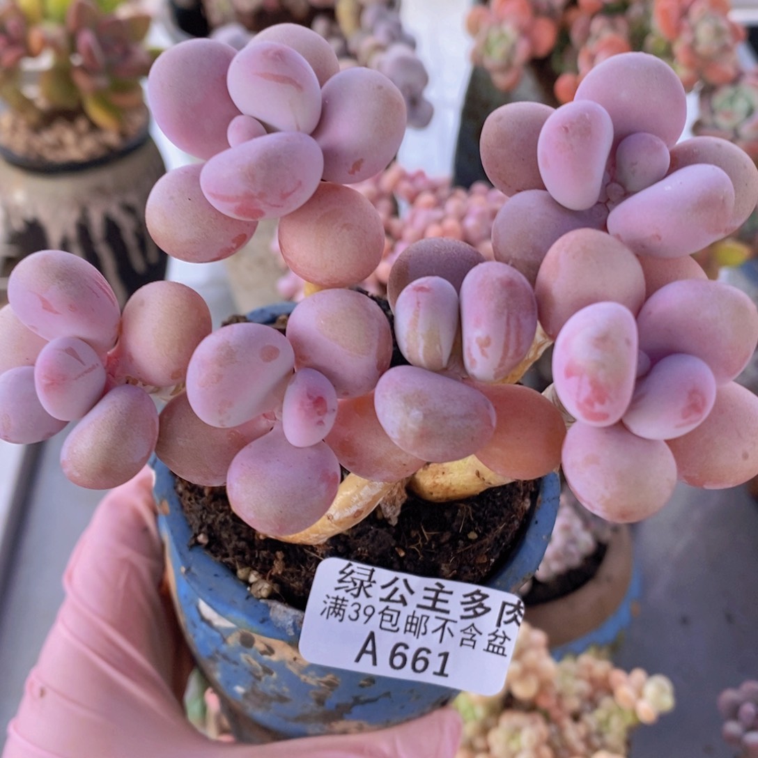 糖果桃蛋老桩10cm661多肉植物