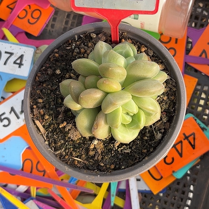 曦***曦多肉植物x系群692