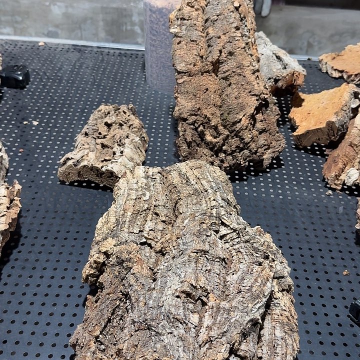 嘉***厅无花朵一物一拍一物一发