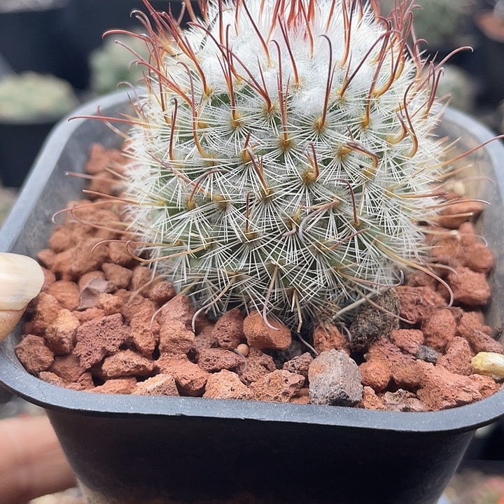 丰明丸一颗包邮带盆发货