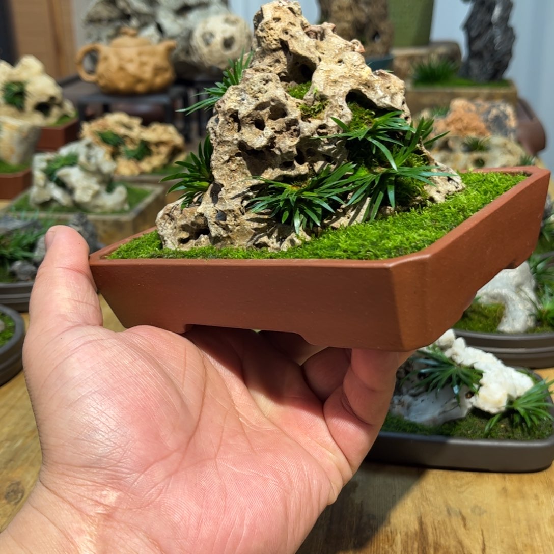 四***社紫砂花盆➕附石菖蒲